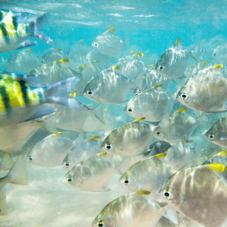 Hikkaduwa-Sri-Lanka-Diving