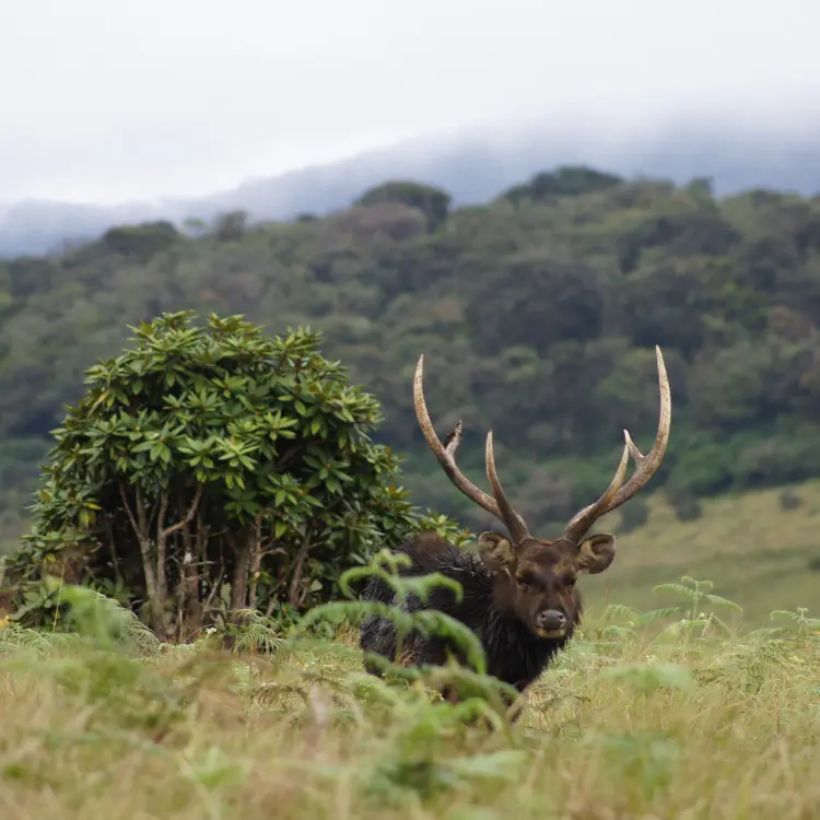 Horton-Plains-Nuwara-Eliya-Sri-Lanka