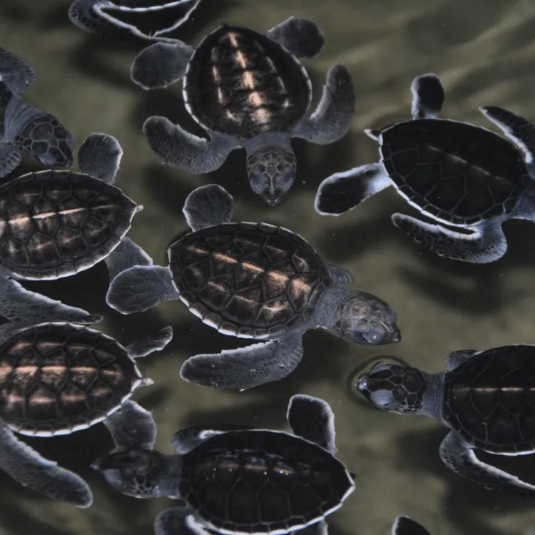 Kosgoda-turtle-hatchery-Sri-Lanka-South