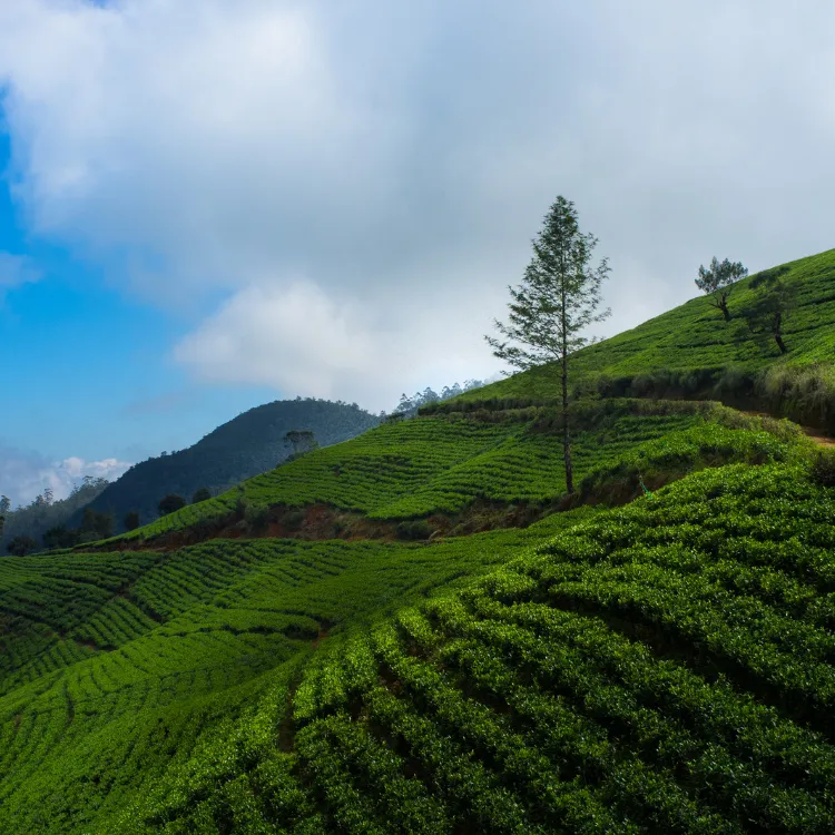 Nuwara-Eliya-Tea-Plantations-Sri-Lanka